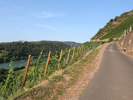 Pissamann Wine Trail The picture shows the asphalted path and the vineyard slopes on both sides. Far away on the other side of the Moselle, on a hill, are the Marienburg and the Prinzenkopf tower.