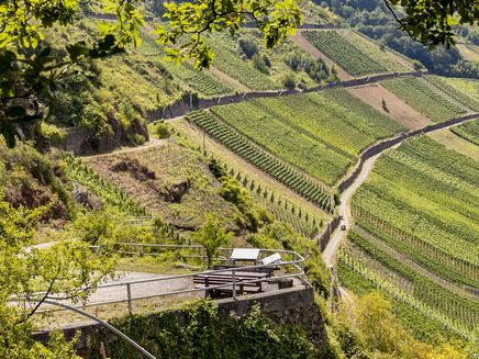Neefer Petersberg light spot hiking trail The picture shows the green vineyards on the Neefer Petersberg light trail.