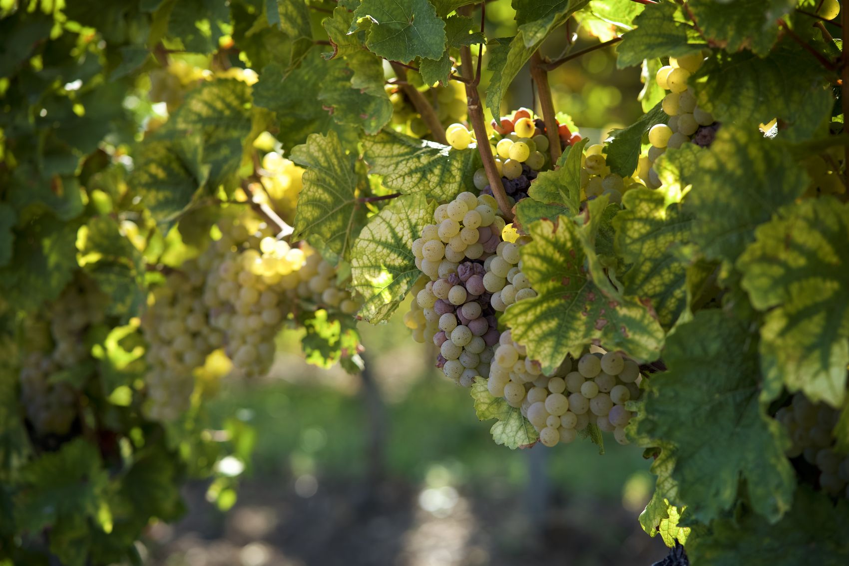 Grapes The picture shows a vine with many grapes hanging on it.