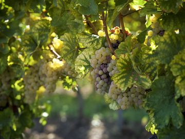 The picture shows a vine with many grapes hanging on it.