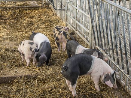 Kleine Schweine Auf dem Bild befindfen sich kleine Schweine auf dem Biohof in Althaus-Zell.