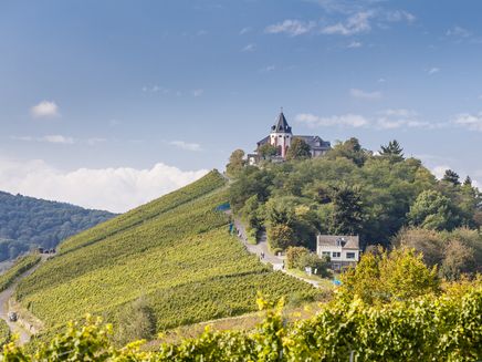 Marienburg Auf dem Bild befinden sich unterhalb Weinberge und oben die Marienburg.