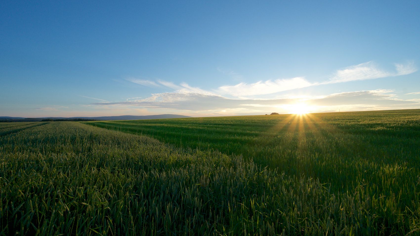 Hunsrück Das Bild ziegt ein großes Getreidefeld im Hunsrück. Im Hintergrund erkennt man den Sonnenuntergang.
