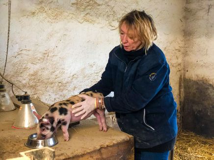 Babyschwein Auf dem Bild befindet sich ein Babyschwein beim Milchtrinken. Es wird von der Besitzerin festgehalten.