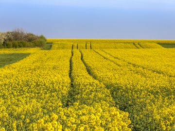 Auf dem Bild befindet sich ein Rapsfeld im Hunsrück.