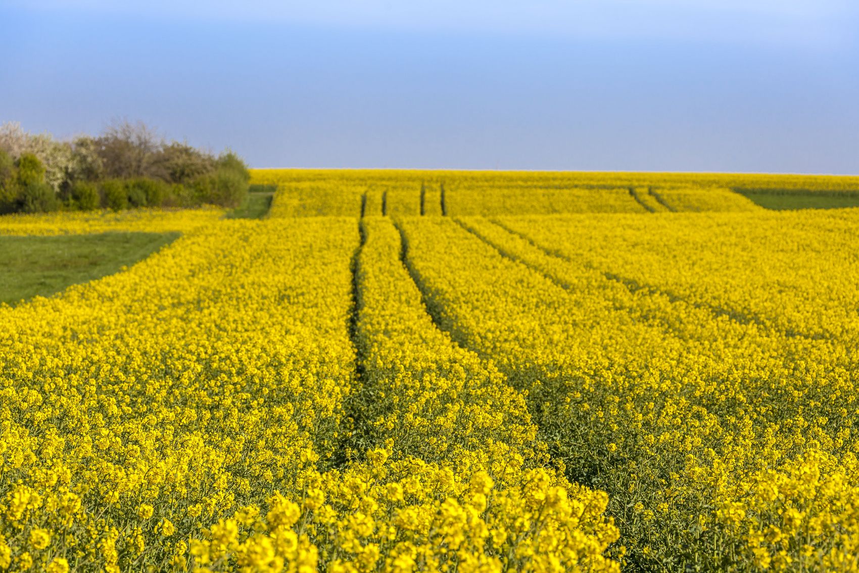 Hunsrück The picture shows a rape field in the Hunsrück.