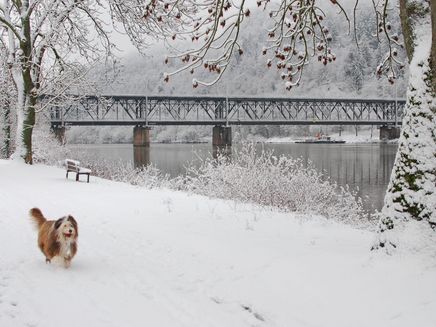 Doppelstockbrücke Bullay Auf dem Bild erkennt man die Doppelstockbrücke in Bullay mit Schnee bedeckt. Am Flussrand läuft ein Hund.