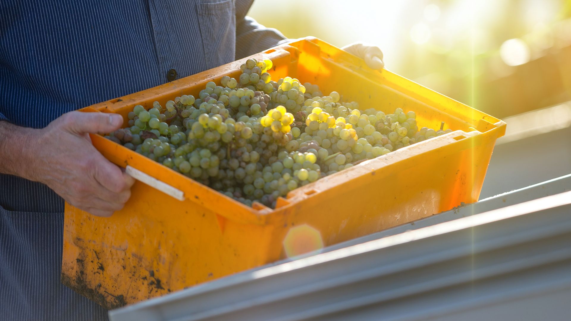 Das Bild zeigt die Hände und den Oberkörper eines Mannes, der eine Kiste mit geernteten weißen Trauben in der Hand hält.