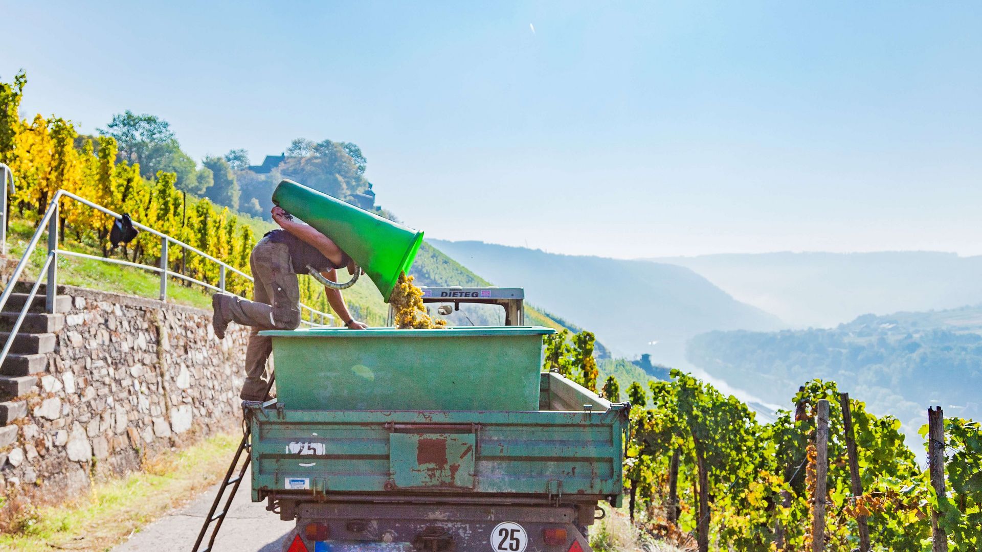 Auf dem Bild befindet sich ein Erntewagen mit einem Erntehelfer der seine Traubenbütte entleert. Der Himmel ist sehr blau und die Sonne strahlt.