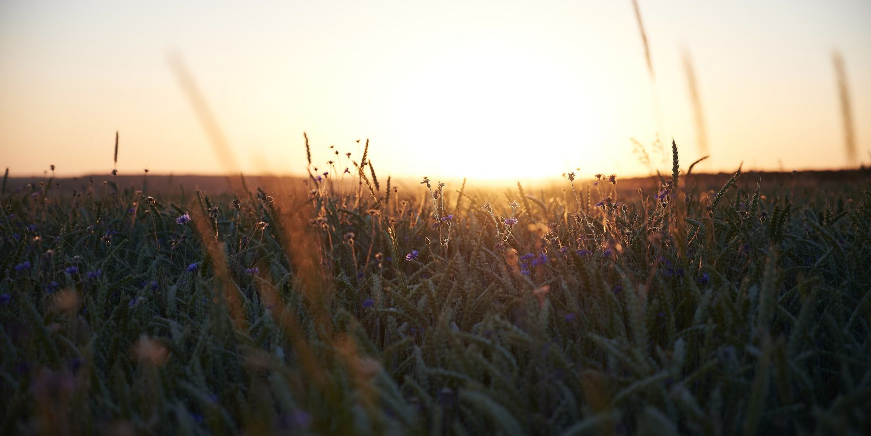 Hunsrück Das Bild ist eine Nahaufnahme von einem Getreidefeld im Hunsrück. Zwischen den einzelnen Getreidekörner befinden sich blaue Blüten. Im Hintdergrund erkennt man den Sonnenuntergang.