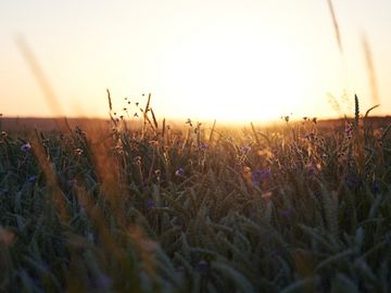 The picture is a close-up of a grain field in the Hunsrück. There are blue flowers between the individual grains. In the background you can see the sunset.