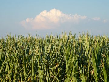 Das Bild zeigt eine Nahaufnahme von einem Getreidefeld im Hunsrück. Über dem Feld ist eine Wolke im Himmel zu erkennen.