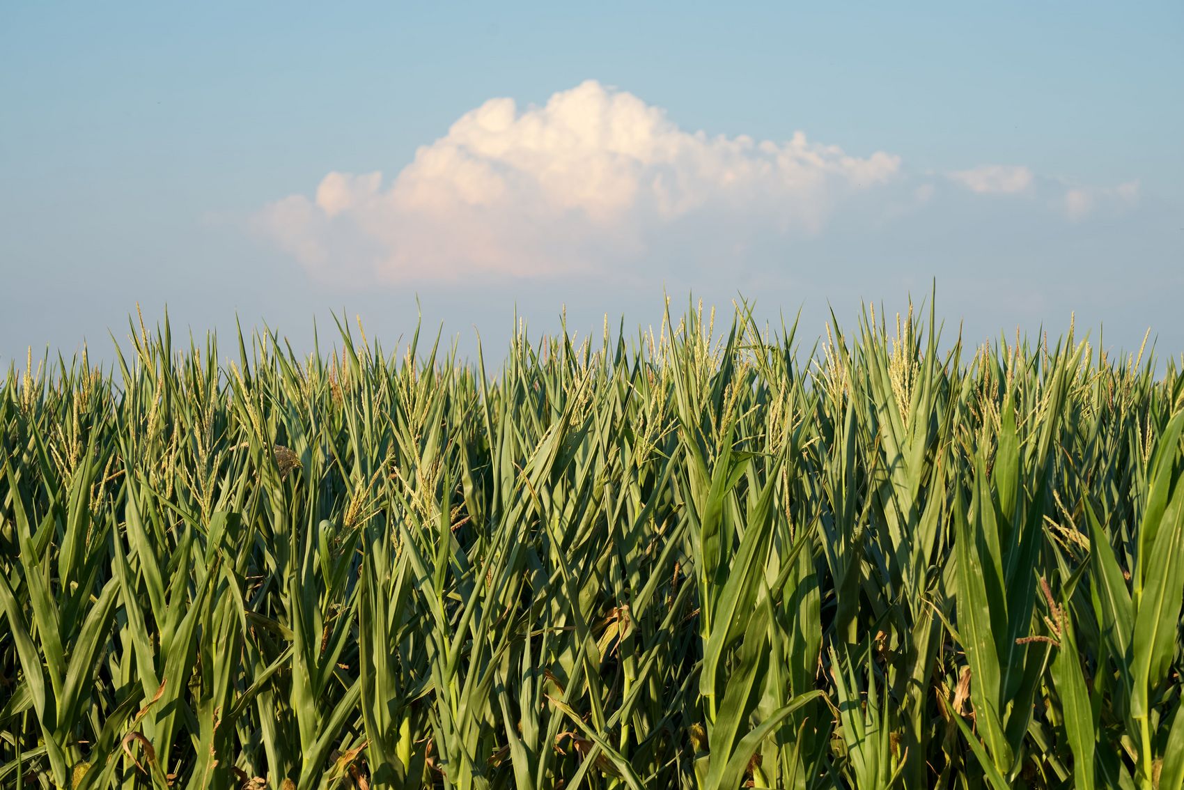 Hunsrück Das Bild zeigt eine Nahaufnahme von einem Getreidefeld im Hunsrück. Über dem Feld ist eine Wolke im Himmel zu erkennen.
