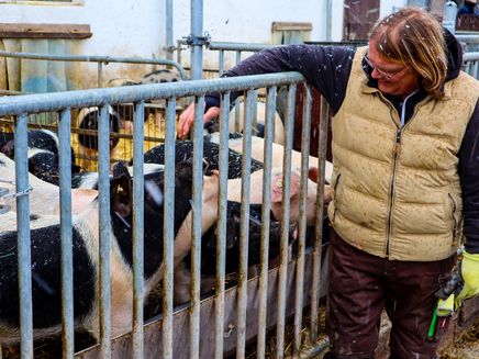Herr Luckenbach und seine Schweine Auf dem Bild befindet sich Herr Luckenbach. Er streichelt über ein Gitter drüber seine Schweine.