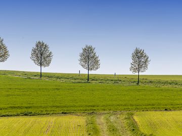 Das Bild zeigt eine Landschaft im Hunsrück. Hinter einem Feld befinden sich mehrere Bäume, die in einer Reihe angeordnet sind.