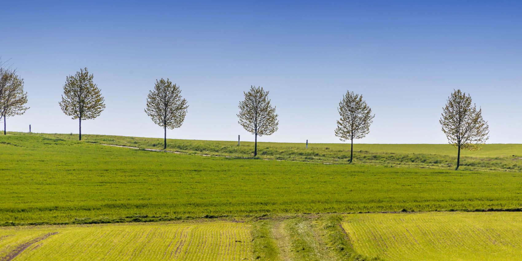 Hunsrück Das Bild zeigt eine Landschaft im Hunsrück. Hinter einem Feld befinden sich mehrere Bäume, die in einer Reihe angeordnet sind.