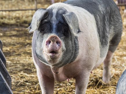 Eber Auf dem Bild befindet sich ein Eber auf dem Bioschweinehof in Althaus-Zell.