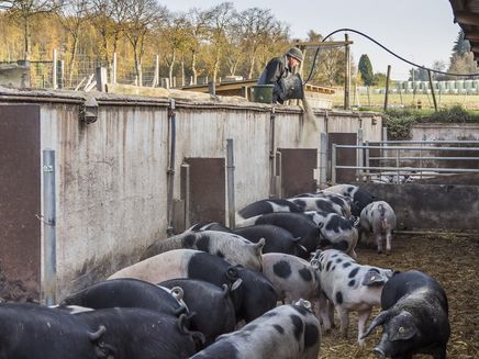 Schweine Auf dem Bild befindet sich ein Mann der gerade die Schweine auf dem Biohof Althaus-Zell füttert.