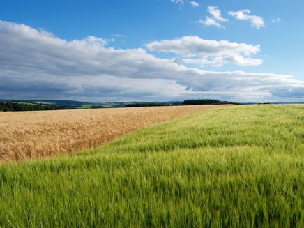 Hunsrück Auf dem Bild befindet sich auf der rechten Seite ein grünes Getreidefeld und auf linken Seite ein braunes Kornfeld.
