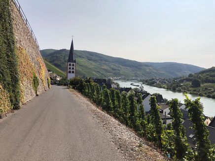 Pissamann Wine Trail The picture shows a high stone wall to the left of the asphalted path and the vineyards with a view of the Moselle to the right, looking straight ahead at the lone church spire near the Merl cemetery.