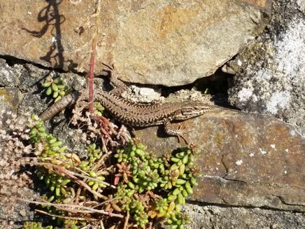 Mauereidechse
