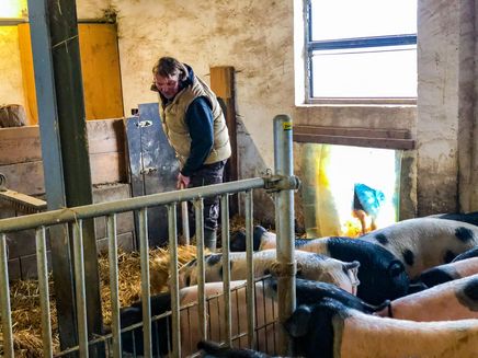 Herr Luckenbach im Schweinestall Auf dem Bild befindet sich Herr Luckenbach bei der Stallarbeit. Zwischen den Schweinen mistet er den Stall aus.