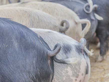 Ringelschwänzchen Auf dem Bild befinden sich mehrere Schweine nebeneinander. Es wurde nur die Hintern mit den Ringelschwänzchen fotografiert.