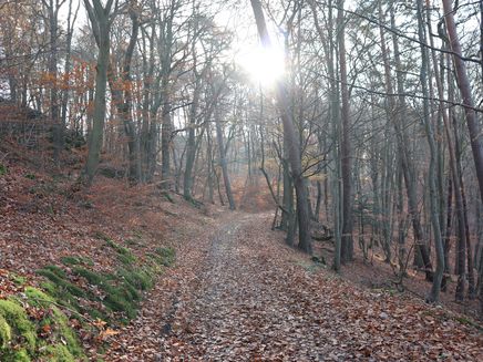 Traumschleife Layensteig Strimmiger Berg The picture shows a section of the Layensteig Strimmiger Berg Traumschleife.