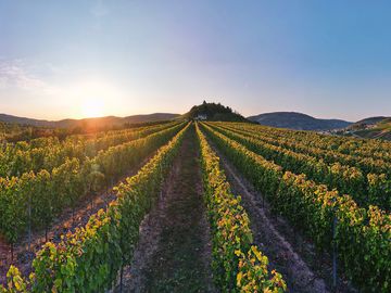 The picture shows a vineyard at ground level at the foot of the Marienburg. Above is the Marienburg and a beautiful sunset.