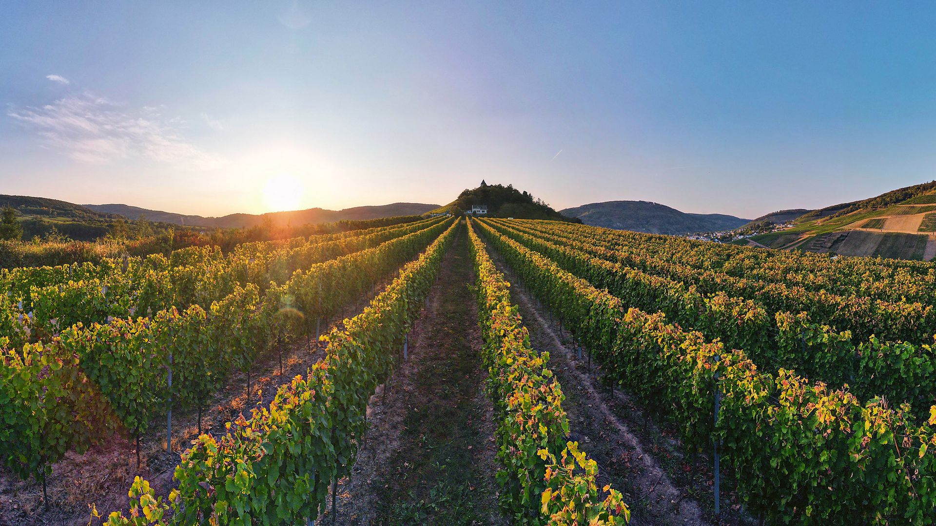 Weinanbaugebiet Mosel Das Bild zeigt einen ebenerdigen Weinberg am Fuße der Marienburg. Oberhalb befindet sich die Marienburg und ein wunderschöner Sonnenuntergang.