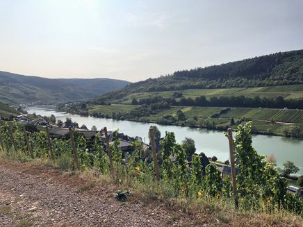 Circular hiking trail Pissamann wine trail The picture shows the view from the Pissamann wine trail of the vineyards, the Mosel and the district of Merl.