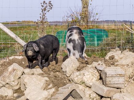 Bioschweinehof Althaus-Zell Auf dem Bild befinden sich zwei Eber nebeneinander auf dem Bioschweinehof Althaus-Zell.