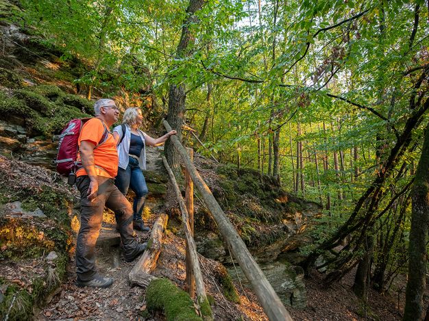 The picture shows a few on the path uphill through a deciduous forest.