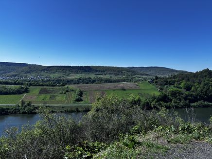 Königslay-Terrassen The picture shows the ‘Königslay-Terrassen’ vineyard in Zell-Merl.