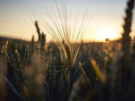 Hunsrück Das Bild ist eine Nahaufnahme von einem Getreidekorn. Im Hintergrund erkennt man den Sonnenuntergang.