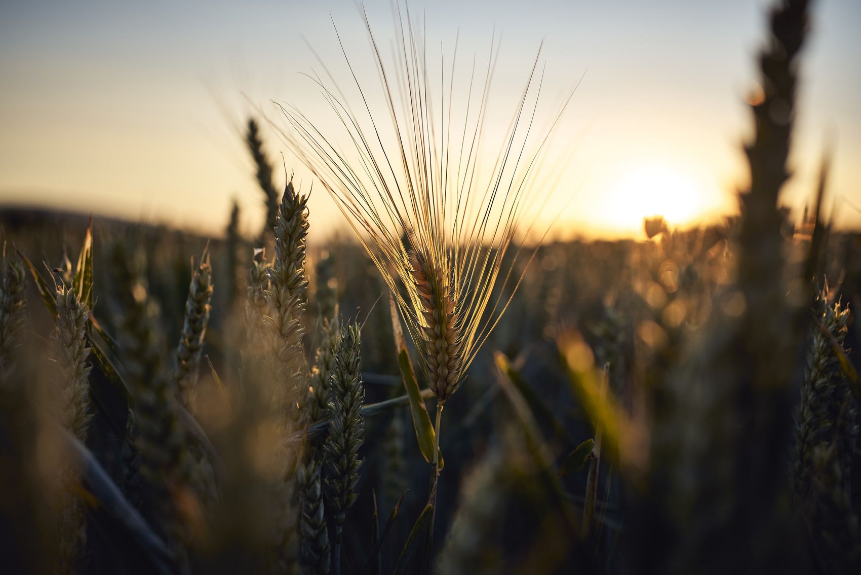 Hunsrück The picture is a close-up of a grain of corn. In the background you can see the sunset.