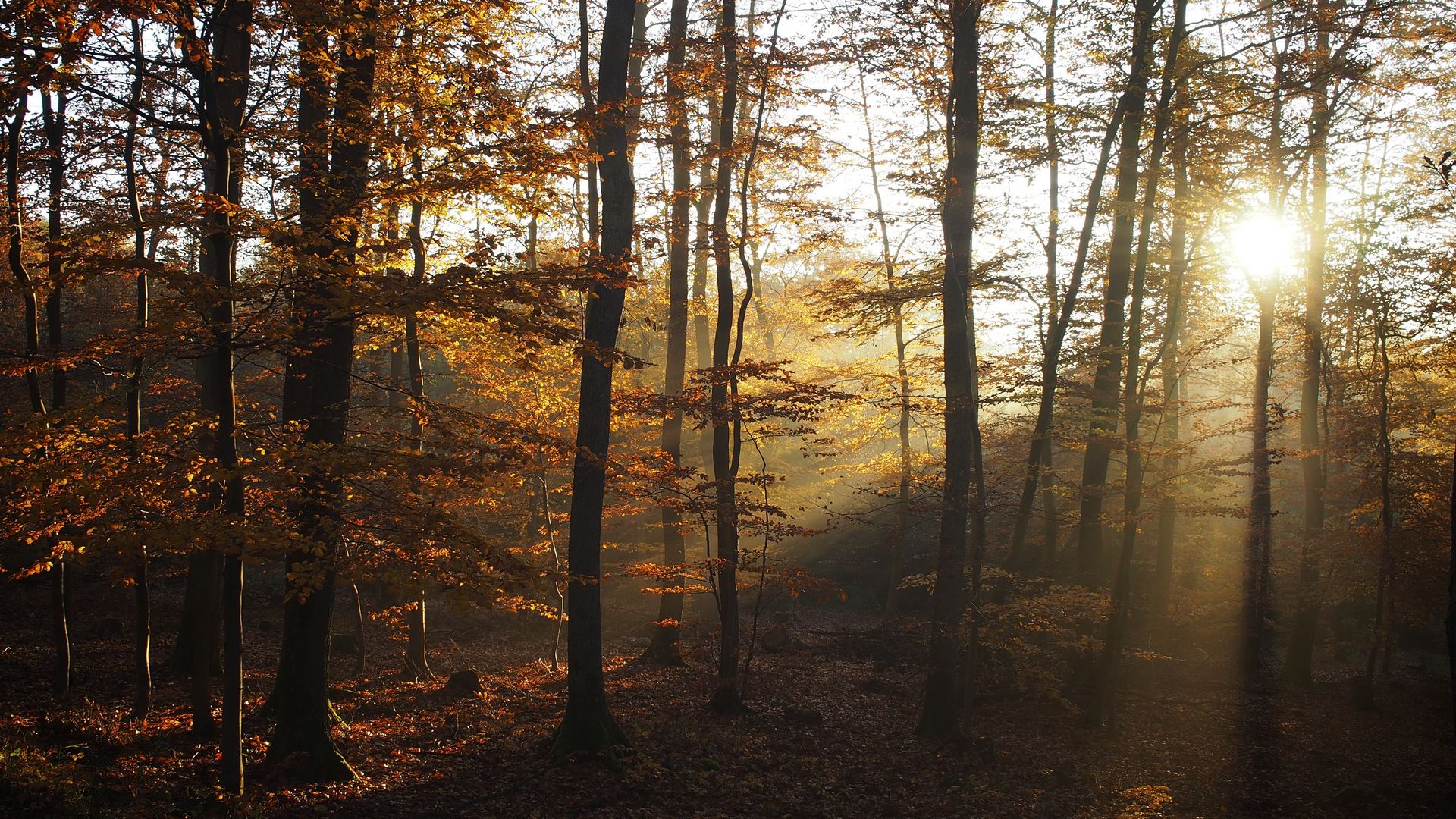Genießen Sie einen Waldspaziergang Auf dem Bild befinden sich Bäume im Wald. Durch die Bäume strahlt die Sonne.
