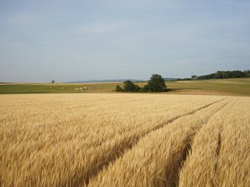 The picture shows a grain field in the Hunsrück. In the background are cows eating food in the pasture.