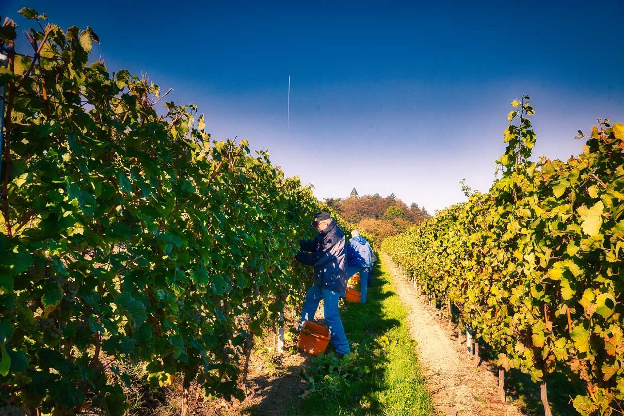 Grape harvest The picture shows a vineyard in great weather. The harvest workers are picking the grapes.