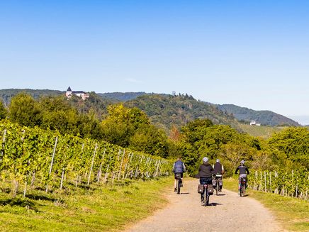 Cycling The picture shows four people cycling through the vineyards. To the right and left are the vineyards. In the background you can see the Marienburg and the Prinzenkopfturm.