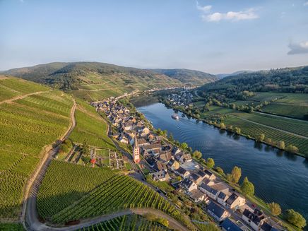 Zell on the Mosel The picture is a drone shot of Zell, the vineyards and the Mosel. It is a beautiful sunny day.